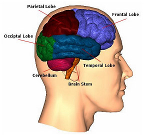 types of seizures diagram