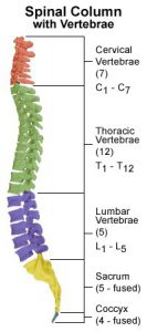 spinal column diagram for disability lawyer