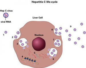 hepatitis c life cycle
